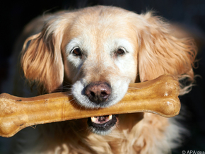 Wachhund versucht in den USA mit Einbrecher zu spielen
