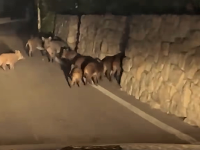 Gardasee: Wildschweine stürmen den Strand