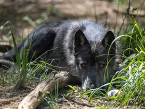 Wolf in Tirol ohne Abschussverordnung geschossen