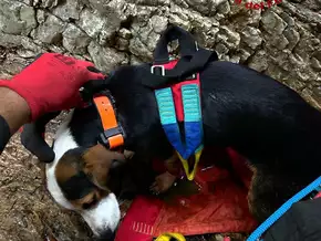 Jagdhund fällt in Italien 15 Meter in die Tiefe