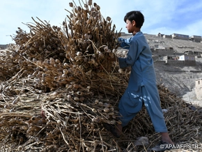 Opiumproduktion in Afghanistan nahm stark zu