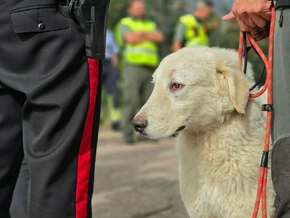 Carabinieri setzen Tierquälerei ein Ende