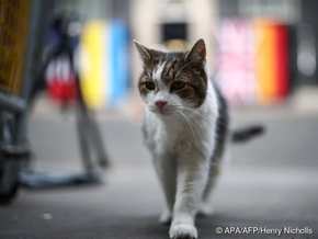 Downing-Street-Kater Larry erholt sich von Mini-OP