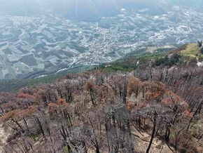 Waldbrände in den Alpen: Wie lassen sich Ökosysteme wiederherstellen