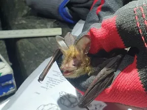 Seltene Fledermaus zurück in Südtirol