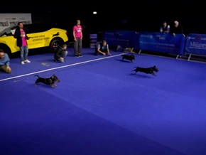 Flotte Dackel flitzen um die Wette
