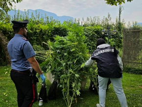 Kaltern: Sieben Cannabispflanzen und zwei Kilo Marihuana beschlagnahmt