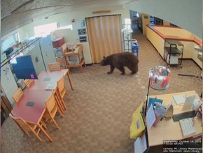 Kalifornien: Bär verirrt sich in Bibliothek - VIDEO