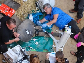 Kleiner Elefant beim Zahnarzt