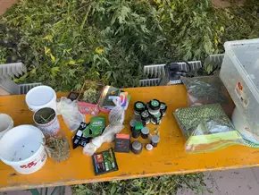 Cannabis und Schlafmohn: Carabinieri heben Plantage im Passeiertal aus