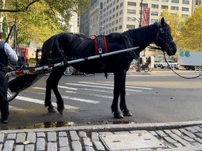 Aus für Pferdekutschen in New York
