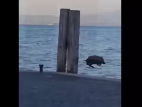 Nasses Vergnügen: Wildschwein fühlt sich sauwohl am Gardasee - VIDEO