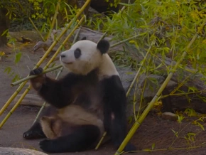 Pandas genießen den Herbst - VIDEO