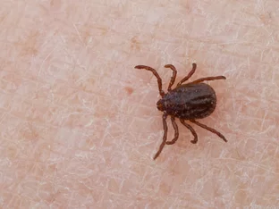 Zeckenimpfung - hier sind die Zahlen