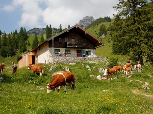 Förderung der Weidehaltung auf Almen ­