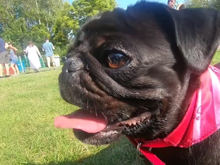 Möpse und Nacktkatzen: Unterberger begrüßt Maßnahmen des Europäischen Parlaments