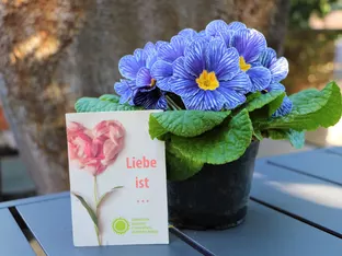 Primeln schenken Hoffnung