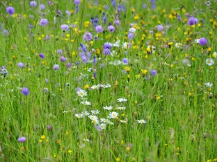 Bewusstsein für Insektensterben und Biodiversität steigt