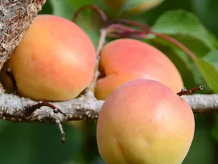 Vinschger Marillensaison 2025 beginnt