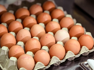 Woher die Eier kommen, ist eine überaus wichtige Frage