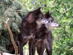 Schafe im Wolfsduft
