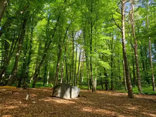 Unser Wald geht leer aus