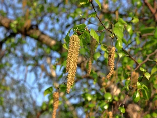 Frühling bringt steigende Pollenwerte in Südtirol