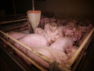 Schweinezucht auf dem Vollspaltenboden bleibt qualvoll
