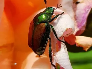 Invasive Arten: Südtirol setzt auf Prävention, Forschung und gezielte Maßnahmen