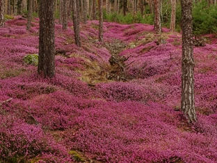 Die Natur im Jahresverlauf