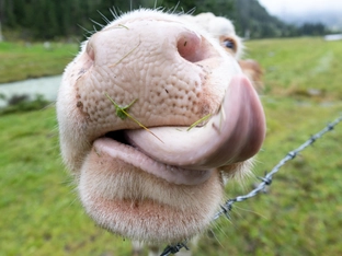 Registrierung von Viehbeständen: Unterstützung bei der Umstellung