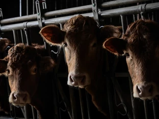 Tausende Rinder auf Schiff vor Türkei gefangen