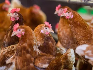 Erster bekannter Vogelgrippe-Infizierter in USA gestorben