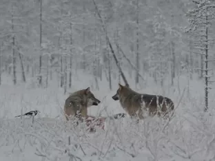 Grausam: Finnische Rentiere werden Opfer des Ukraine-Kriegs