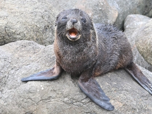 Lachs statt Bier: Robbenbaby besuchte Bar in Neuseeland