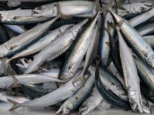 EU-Staaten einigen sich auf Fischereiquoten für 2026