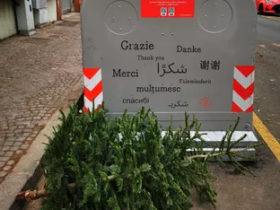 Bozen: Sammlung ausgedienter Weihnachtsbäume