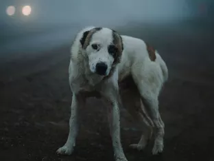 Silvester: Die schlimmste Nacht des Jahres