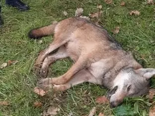 Gefahr für Mensch und Tier: Wolf im Piemont überfahren
