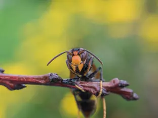 Asiatische Hornisse rückt Südtirol immer näher - und sie ist nicht allein