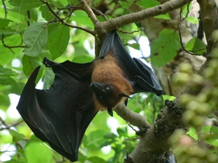 ECDC: Sehr geringes Nipah-Risiko für Europäer