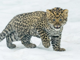 Nachwuchs bei den bedrohten Amurleoparden in Schönbrunn