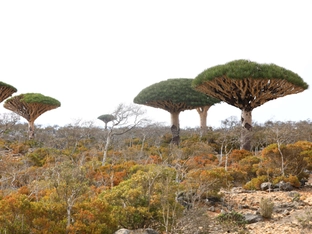 Hunderte Touristen auf Insel Sokotra im Jemen gestrandet