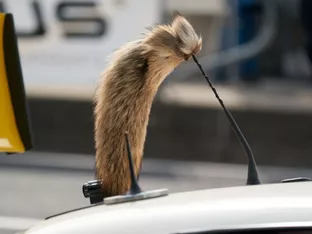 Opel legt Comeback des Manta vorerst auf Eis