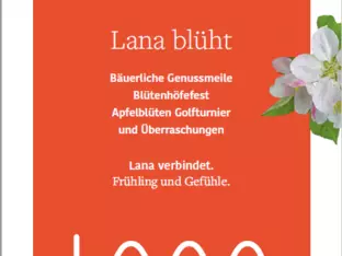 Lana blüht