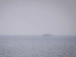 Experten suchen nach befreitem Buckelwal