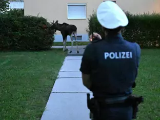 Elch sorgt für Aufsehen im tschechischen Grenzgebiet