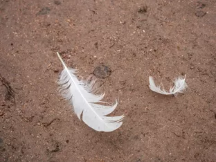 Erster H9N2-Fall beim Menschen in Italien nachgewiesen