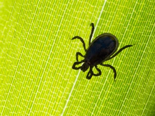 50 Jahre FSME-Impfung: Fallzahlen steigen wieder