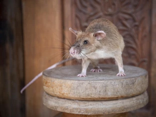 Minensuchratte "Magawa" in Kambodscha mit Denkmal geehrt